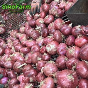 Oignons frais Jaune Rouge 5-7cm 6-8cm Nourriture Chine Direct Écologique En Vrac 40RF Chine <span class=keywords><strong>Oignon</strong></span> Durable pour Restaurants Prix Bas - Product Image 6