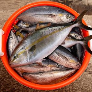 <span class=keywords><strong>Panier</strong></span> de rangement en plastique lourd orange pour utilisations multiples pour la pêche aux écrevisses et le stockage liquide des fruits, légumes et aliments - Product Image 2