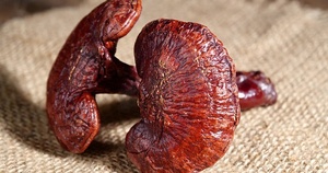 תמצית גנודרמה לוסידום <span class=keywords><strong>20%</strong></span> 30% 50% 80% פוליסכריד גנודרמה לתוספי תזונה, מזונות פונקציונליים ומוצרי בריאות - Product Image 2