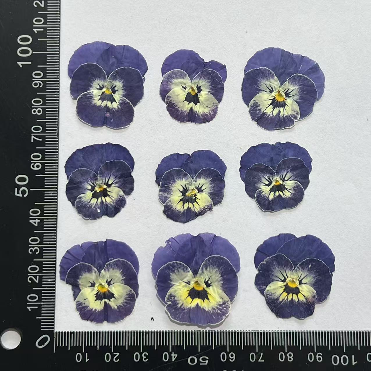 Pansy cara azul