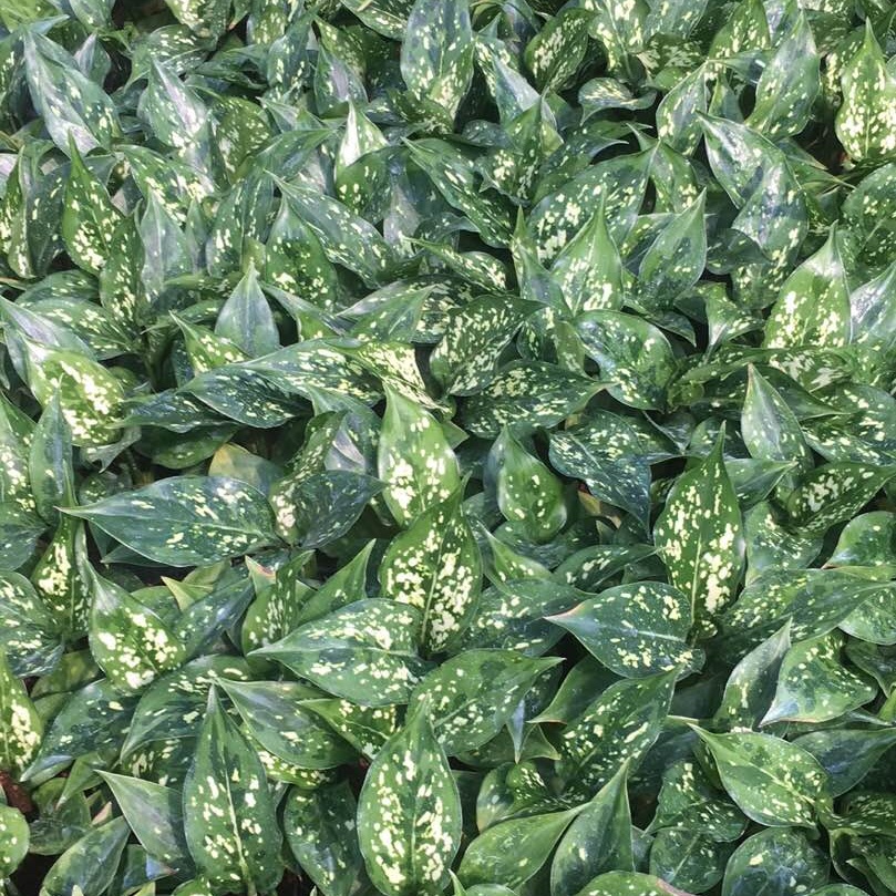 Культура тканей растений рассады изумрудно-рассада