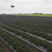 Pluimen Onzichtbare Kiwi Boomnetten Vogelnet voor Preventie Kosteneffectief Centrum Tuin Fabrikant Prijs Boerderij Leverancier Druiven