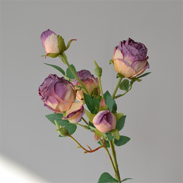 Pourpre