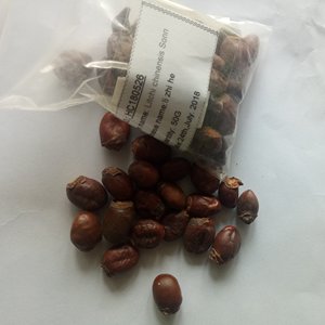 Li zhi he-<span class=keywords><strong>semillas</strong></span> puras secas de alta calidad, <span class=keywords><strong>semillas</strong></span> naturales de lichi para hierbas - Product Image 5