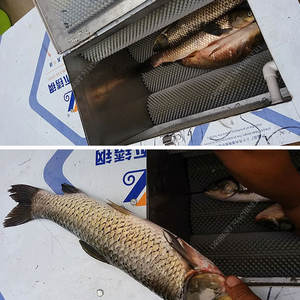 เครื่องกำจัดเกล็ดปลาแบบถังสแตนเลส, เครื่องกำจัดเครื่องในร่องสำหรับขูดปลา - Product Image 5