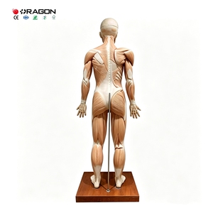 Modelo de Anatomía Muscular de Cuerpo Completo para Entrenamiento de Fisioterapia en Escuelas de Enfermería y Facultades de Medicina - Product Image 4