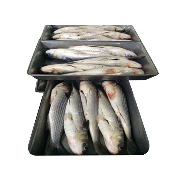 Frozen Milkfish for Bait Quality Chinese Seafood