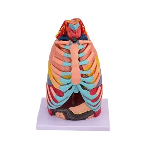 17 phần Mô hình giải phẫu ngực cho thực hành bóc tách Đại học Y Khoa - Product Image 1