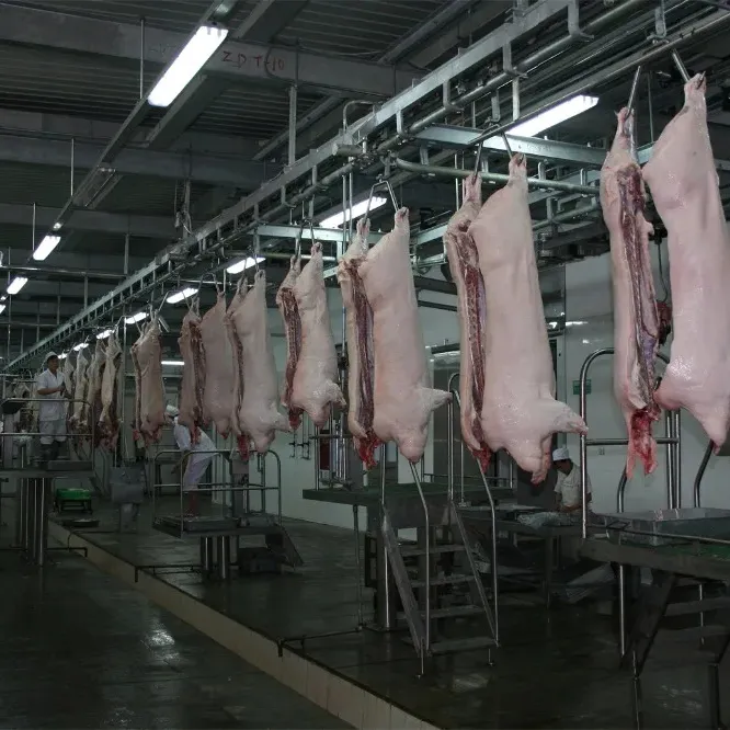 Ligne d'abattage de porcs 600 avec processus de dépouillement