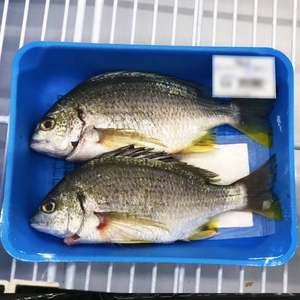 Almohadillas Absorbentes de Sangre para Carne Fresca, Material SAP, Uso Alimentario, 7 Días, Blancas y Negras, Desechables, Ecológicas, 40 ml/unidad, Oferta 2022 - Product Image 4