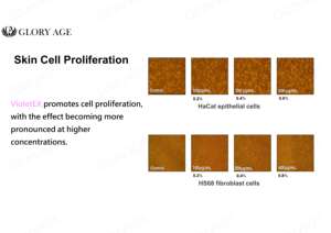 วัตถุดิบทางเคมีสารสกัดจาก Primula vulgaris สำหรับทำผลิตภัณฑ์อินทรีย์และอินทรีย์เครื่องสำอาง - Product Image 5