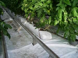 Mousse de tourbe pour serres - Product Image 2