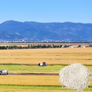 肥料のための水溶性白いグラール硝酸カルシウムアンモニウム肥料 - Product Image 1