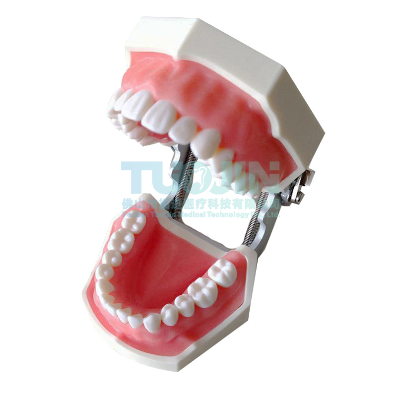 Зубы для стоматологического Кабинета, модель целлюлозной керамической облицовки зубов с 28 съемными зубьями, другое стоматологическое оборудование