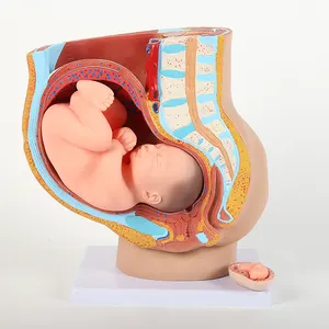महिला श्रोणि उपांग पूर्ण-अवधि भ्रूण मॉडल नौ महीने गर्भावधि और विकास भ्रूण गर्भाशय प्रजनन मॉडल