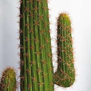 Pianta di <span class=keywords><strong>Cactus</strong></span> Artificiale di Alta Qualità, Grandi <span class=keywords><strong>Piante</strong></span> Succulente Decorative, <span class=keywords><strong>Fiori</strong></span> di <span class=keywords><strong>Cactus</strong></span> Artificiali all'Ingrosso <span class=keywords><strong>con</strong></span> Vaso - Product Image 4