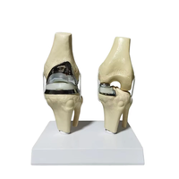 HZMIM PVC de alta calidad, Novedad 2025, Modelo de maniquí desmontable de doble articulación de rodilla plateada pequeña artificial para implantes y prótesis