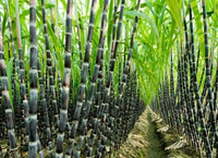 Bulk Sypply Frozen Sugarcane Sugar Cane Stalk and Juice Block High Quality Bag Packing SugarCane