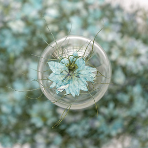 Jasminum-suministros para hacer tarjetas de pétalos, joyería de resina, plantas naturales respetuosas <span class=keywords><strong>con</strong></span> el medio ambiente, <span class=keywords><strong>flor</strong></span> prensada Real para secar - Product Image 2