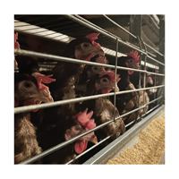 Cages à poules pondeuses en acier galvanisé de type H, système de conception de batterie automatique moderne et innovant pour l'élevage avicole