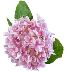 Fleurs artificielles Princesse Hortensia en plastique et soie, bouquets bioniques pour la décoration intérieure et les accessoires de photographie en extérieur - Product Image 5
