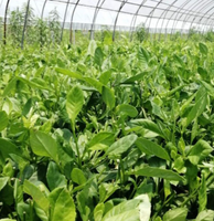 500g de feuilles de gynura procumbens séchées en vrac, saveur de feuilles d'épinard de longévité, thé en gros à vendre