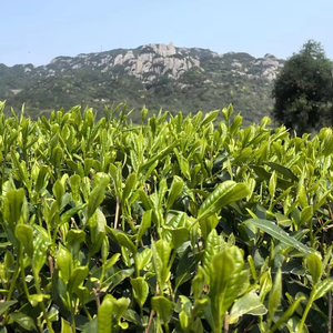 Té Blanco <span class=keywords><strong>de</strong></span> Hojas Sueltas Frescas <span class=keywords><strong>de</strong></span> Primavera 2026, Aroma Floral, Taimushan Origin White Peony White Pekoe, para Adelgazar - Product Image 6