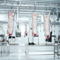 Équipement d'abattage automatique de porcs, projet clé en main, 100-300 porcs par jour, équipement d'abattoir de porcs