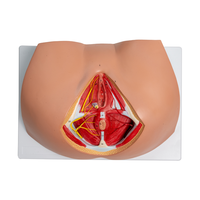 Modelo Anatómico del Perineo Femenino, Pelvis, Vulva, Triángulo Genital, Ano, Sistema Reproductivo