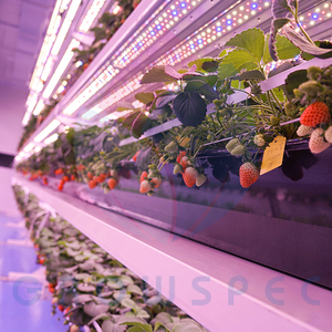 Growspec trong nhà dọc hệ thống canh tác | thủy canh phát triển kệ với LED phát triển đèn - Product Image 4