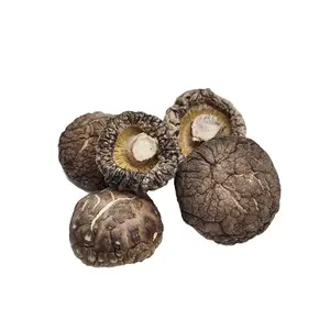 Getrocknete Blume Shiitake Pilz Großhandel billig gesunde getrocknete Shiitake Pilz hochwertige getrocknete Shitake Pilz (3-4cm)