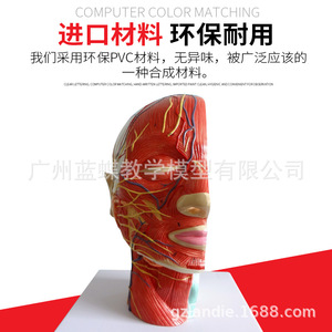 Modèle de crâne humain avec muscles, nerfs et vaisseaux sanguins ; micro-chirurgie esthétique du nerf facial ; anatomie médicale. - Product Image 4