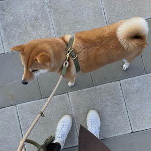 Aksesoris hewan peliharaan disesuaikan bentuk Y langkah dalam rompi klasik Pu mewah kulit asli <span class=keywords><strong>Harness</strong></span> anjing untuk anjing kecil dan sedang - Product Image 6