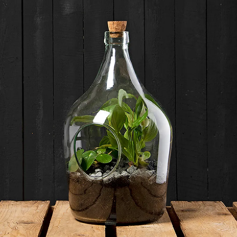 Esschert Design AGG83 vasi in vetro trasparente ciotola vasca lampadina terrario piante vasi in vetro per piante terrario