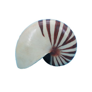 Escultura de concha personalizada, artesanías de resina, adornos artificiales para pecera y estatuilla de concha marina para la decoración del acuario del hogar - Product Image 2