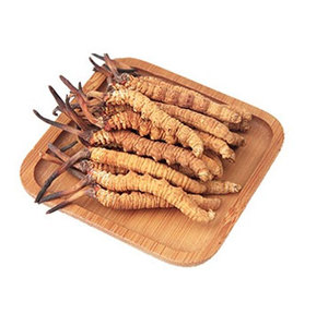 Poudre d'extrait de Cordyceps sinensis entier de haute qualité <span class=keywords><strong>acheter</strong></span> cordyceps sinensis - Product Image 5