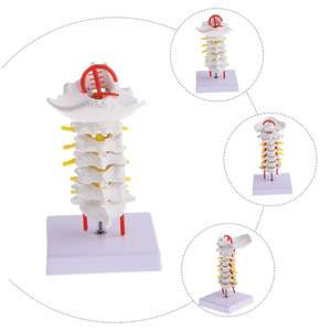 Instrumen pengajaran sains medis kelas medis <span class=keywords><strong>Model</strong></span> ramah lingkungan PVC <span class=keywords><strong>Model</strong></span> tulang belakang tengkuk anatomis untuk penelitian pendidikan - Product Image 3