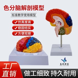 Modèle de simulation du cerveau humain à l'échelle 1:1, modèle de cerveau à zonage fonctionnel, modèle de cerveau à zonage cortical, avec codage couleur - Product Image 2