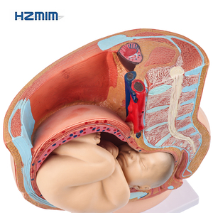 3D chi tiết PVC nữ mang thai sagittal Mô hình giải phẫu có thể tháo rời thai nhi cho đào tạo y tế trình diễn tử cung manikin - Product Image 2