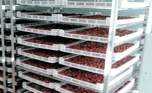 Secador de Bandejas de Acero Inoxidable de Tamaño Pequeño Tipo Exportación <span class=keywords><strong>GOFUN</strong></span>, Temperatura Constante para Frutas y Verduras, Aire Caliente de Alta Temperatura - Product Image 5