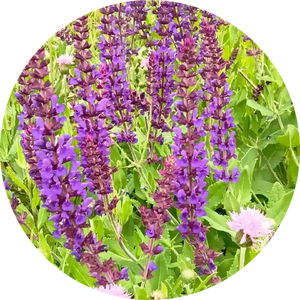 <span class=keywords><strong>Salvia</strong></span> <span class=keywords><strong>Officinalis</strong></span> özü 10% Carnosic asit adaçayı özü - Product Image 2