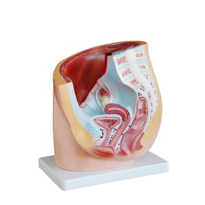 Section du bassin féminin humain (1 partie) modèle anatomique génital féminin externe modèles de vagin pour l'école de médecine