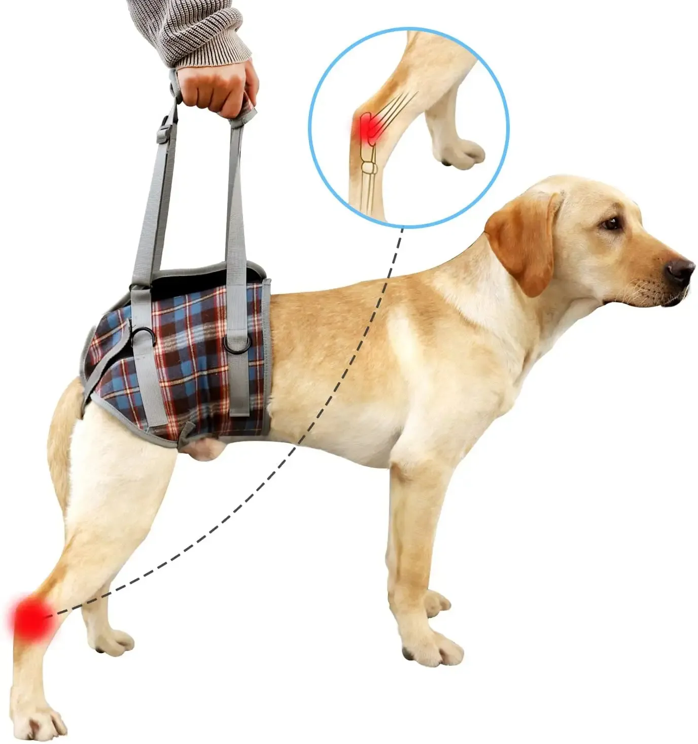 Individuelles Logo Hunde-Balance-Unterstützung Hund Hintern Erholung Behinderung Beine Hilfsgürtel