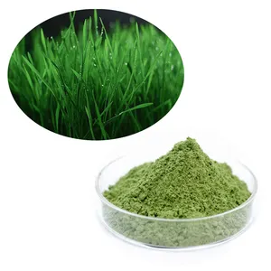 Poudre de jus d'herbe de blé biologique, approvisionnement d'usine