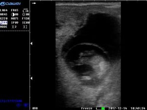 เครื่องอัลตราซาวนด์สัตว์ขนาดใหญ่แบบมืออาชีพ กันน้ำ พร้อมหัวตรวจแบบสอดทางทวารหนัก - Product Image 3