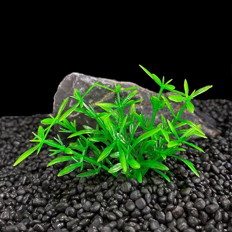 S227 erba doppia lingua serpente verde