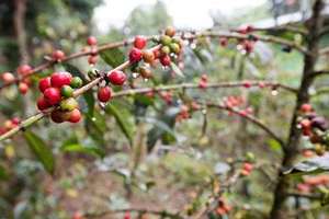 Engrais organique granulaire NPK noir à libération contrôlée longue durée, adapté à la culture des arbres fruitiers - Product Image 5