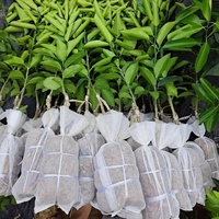 Tanaman non-tenun pembibitan tumbuh tas untuk sayuran bunga buah pohon bunga