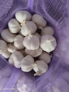 Vente chaude 5cm-6cm <span class=keywords><strong>Ail</strong></span> chinois frais Organique <span class=keywords><strong>Tête</strong></span> crue Inodore Violet Blanc Rouge Maille Direct Grossiste Stockage <span class=keywords><strong>à</strong></span> sec Premium - Product Image 5