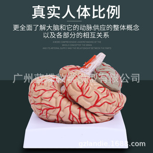 Anatomía médica del cerebro humano, áreas funcionales del cerebro, corteza, diagramas de la estructura motorasomática, modelo didáctico, desmontaje. - Product Image 3